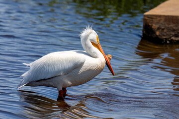 American white pelican (Pelecanus erythrorhynchos) 