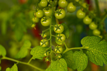 Cherry tomatoes close up in garden