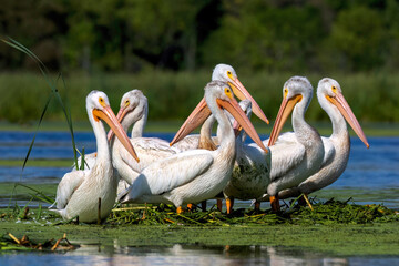American white pelican (Pelecanus erythrorhynchos) 