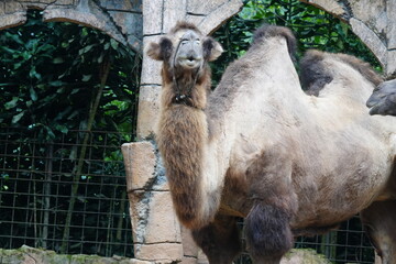 Camelus bactrianus, commonly known as the Bactrian camel, is a large, even-toed ungulate native to...