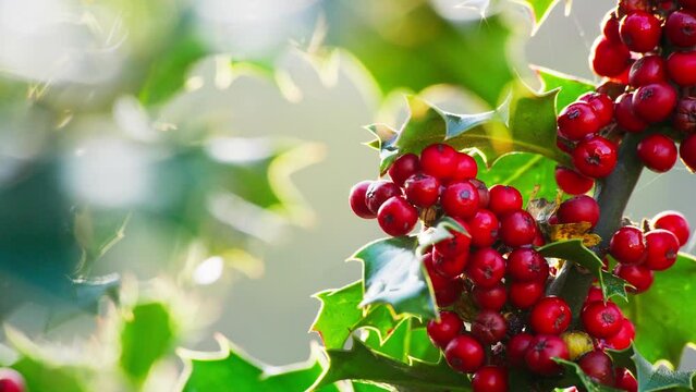 Video clip capturing the beauty of a holly bush, morning sun backlighting, leaves shining green, and red Christmas berries glistening with morning dew.