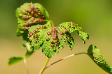 Johannisbeerblasenlaus Cryptomyzus ribis (L.)	