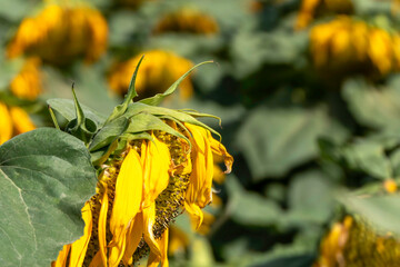 Agriculture field of ripe sunflowers plants