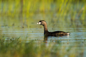 White tufted grebe, La Pampa, Patagonia,Argentina