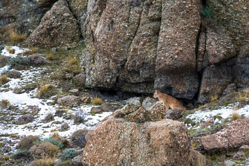 Puma walking in mountain environment, Torres del Paine National Park, Patagonia, Chile.