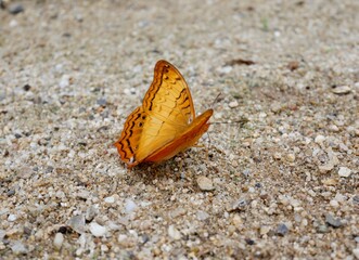 butterfly on the sand
