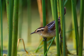 Wren like rushbird, in marsh environment, Patagonia, Argentina