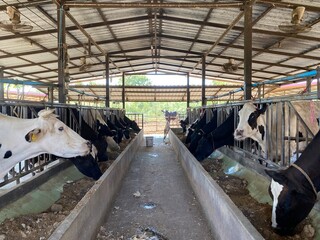 cow and calf