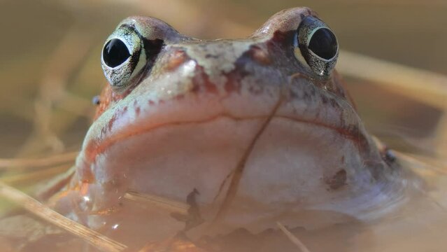 Brown frog (Rana temporaria) close-up in a pond.