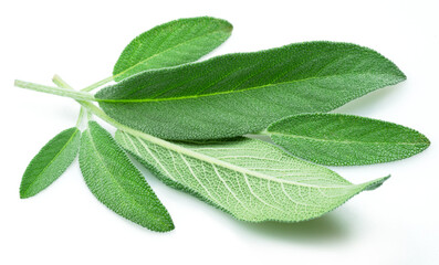 Green sage leaves isolated on white background.