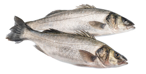 Sea bass, raw sea fishes on white background. File contains clipping path.