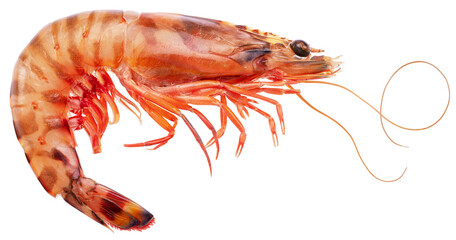 Fresh striped prawn or tiger shrimp isolated on white background. Delicacy food. File contains clipping path.