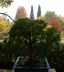 bonsai, drzewo, roślina, dekoracja, projekt, ogród, naturalny, natura, tło, piękny, sztuka,...