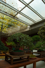 bonsai, drzewo, roślina, dekoracja, projekt, ogród, naturalny, natura, tło, piękny, sztuka, piękno, zielony,