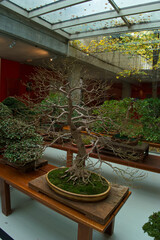 bonsai, drzewo, roślina, dekoracja, projekt, ogród, naturalny, natura, tło, piękny, sztuka, piękno, zielony,