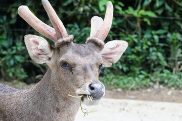 The Javan rusa (Rusa timorensis), or Sunda sambar is native to the Indonesian islands of Java, Bali and Timor. It is occupied in a habitat similar to that of the Chital of India: open dry and mixed de