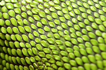 exotic lizards skin in detail