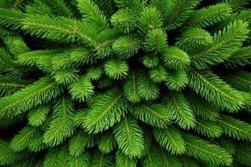 a branch of a fir tree with green needles - Powered by Adobe