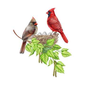 Couple of red cardinal birds in the nest on the tree branch. Watercolor painted illustration. Red cardinals on the nest with eggs. Springtime wildlife nature image. White background