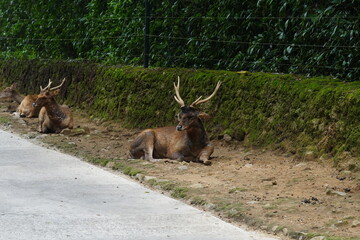 The Javan rusa (Rusa timorensis), or Sunda sambar is native to the Indonesian islands of Java, Bali and Timor. It is occupied in a habitat similar to that of the Chital of India