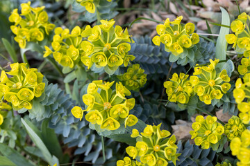 Green flowers of Myrtle Euphorbia myrsinites, the myrtle spurge, blue spurge or broad-leaved glaucous-spurge - obrazy, fototapety, plakaty