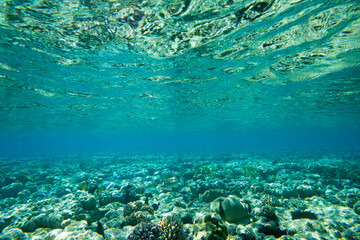  underwater scene with copy space