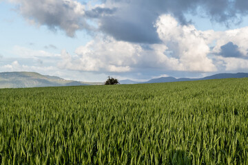 Mature wheat stalks in northern Israel