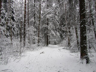 Winter, winter forest, Russia, frost, branches in the snow, snow, snowflakes, cold, white snow, low temperature, nature, January, forest, pines, trees