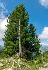 majestic fir tree seen from below in the mountains against the sky