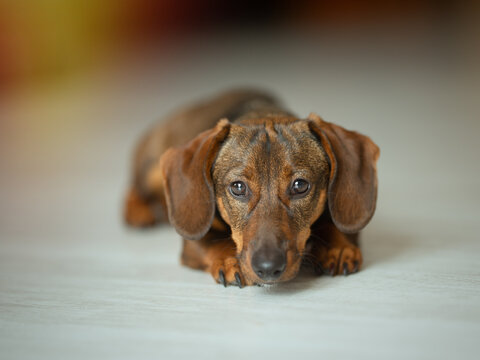 Cute brown dog dachshund , looking at the camera.
