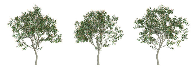 Small tree of Hamelia patens on transparent background, bush plant, 3d render illustration.