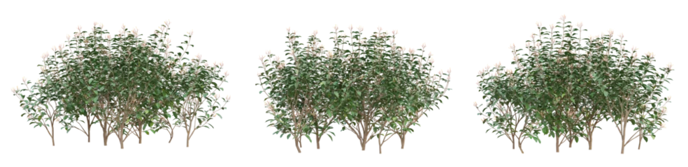 Fotobehang Small tree of Hamelia patens on transparent background, bush plant, 3d render illustration. © Sandy