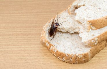 Close up of cockroach on a Whole wheat bread