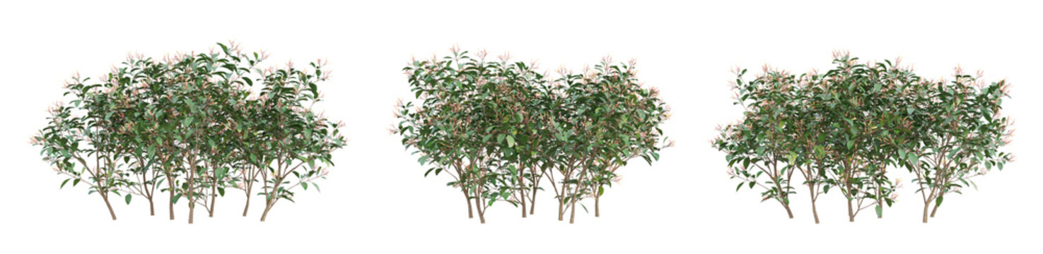Small tree of Hamelia patens on transparent background, bush plant, 3d render illustration.