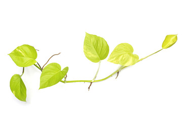 Golden pothos or devil's ivy leaves on white background.