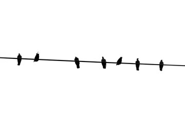Silhouette birds on wire cable on white background. - Powered by Adobe
