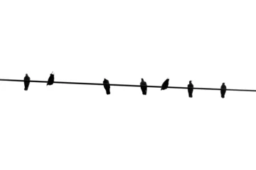 Foto op Plexiglas Silhouette birds on wire cable on white background. © Bowonpat