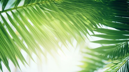 Obraz premium Lush palm leaves create a bright and relaxing backdrop