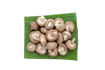 Fresh shiitake mushrooms on white background.