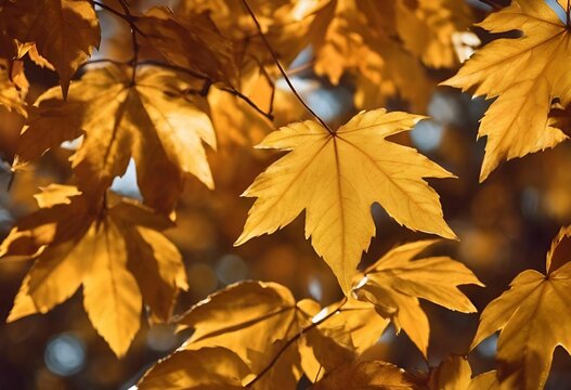 AI illustration of yellow leaves on the branches of a tree illuminated by warm, golden sunlight.