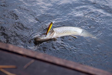 Freshwater pike fish. Just caught freshwater fish Northern pike in pound water. .