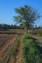 view of rice field houses on the fish pond embankment