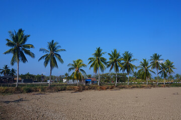 Fototapeta na wymiar view of coconut trees