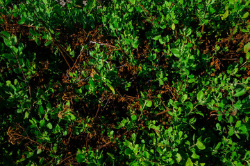 Obraz premium green grass texture