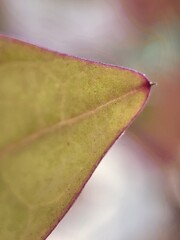 leaf, water, nature, drop, plant, dew, grass, macro, rain, leaves, drops, spring, wet, garden, flower, summer, close-up, droplet, green, morning, flora, environment, fresh, closeup, reflection