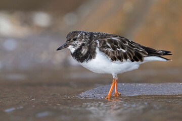 Ruddy Turnstone (Arenaria interpres) foraging for food next to a harbour on the East Yorkshire coast - 679653419