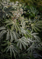 Obraz premium Beautiful Fatsia japonica 'Spider's Web' full blossom in Autumn. Winter Flowers and Leaves of a Japanese aralia or Castor Oil Plant, Copy space, Selective Focus.