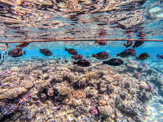 Red Sea sailfin tang or Desjardin's sailfin tang at coral reef..