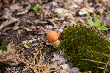 Single red boletus mushroom in the wild. Red boletus mushroom grows on the forest floor at autumn season..