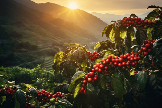 branch of ripe red coffee beans growing in mountain at sunset